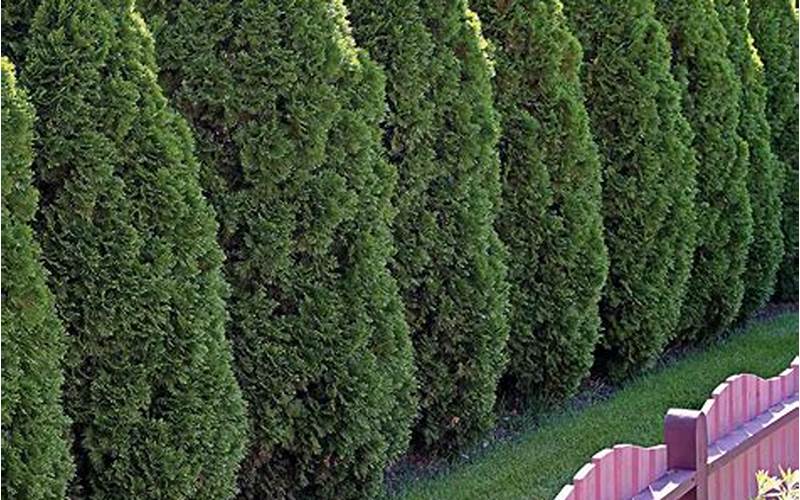 evergreen bushes for privacy