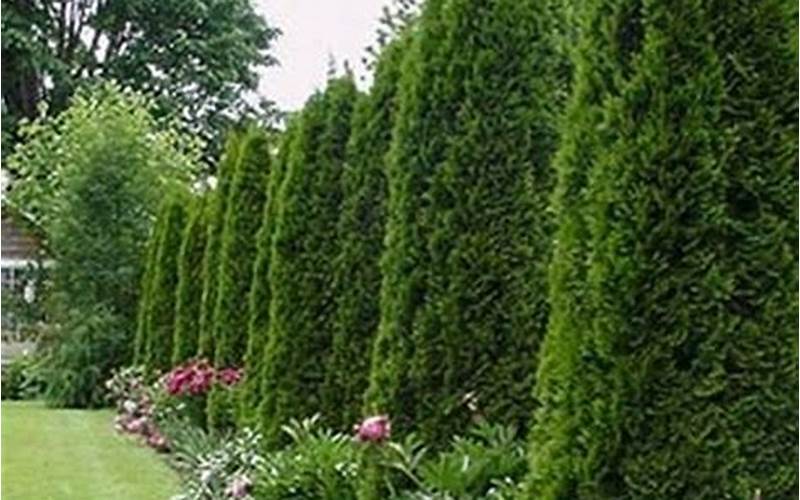Evergreen Privacy Fence: Everything You Need To Know