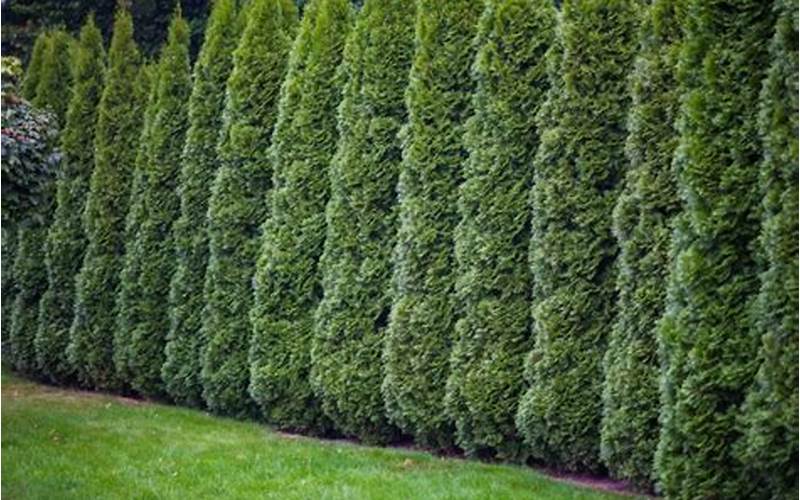 Everything You Need To Know About Arborvitae Privacy Fence