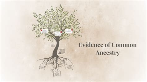 Evidence Of Common Ancestry Worksheet Answer Key