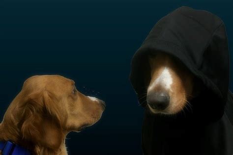 Evil Dog Meme