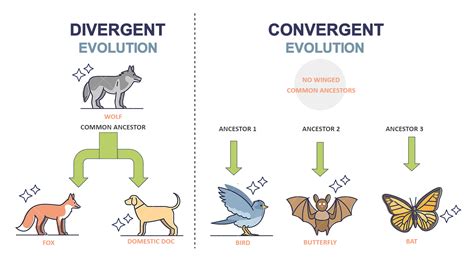 Evolusi Divergen: Memahami Perbedaan dalam Keanekaragaman Hayati
