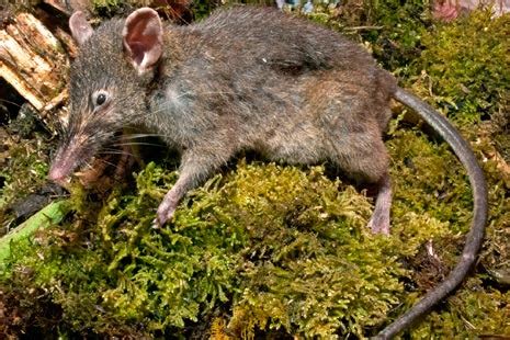 Evolusi Tikus & Tupai: Adaptasi di Kota AS