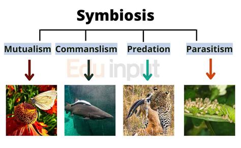 Examining the Symbiotic Relationship Between Theory and Application