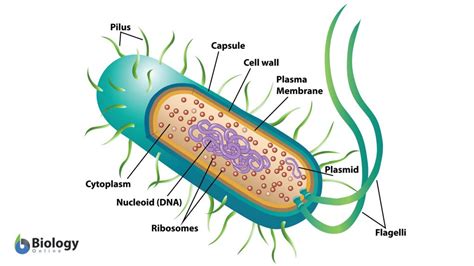 Example Of Eubacteria