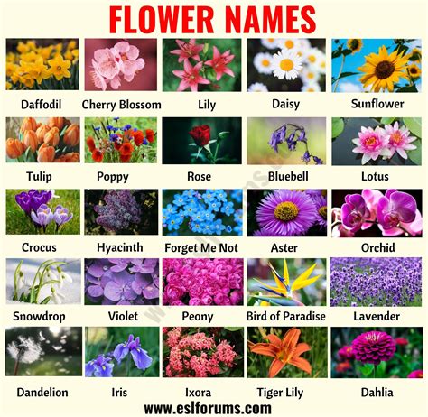 Examples Of Flowering Plants