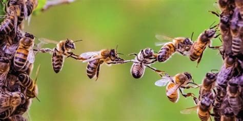 Examples of Altruism in Animals