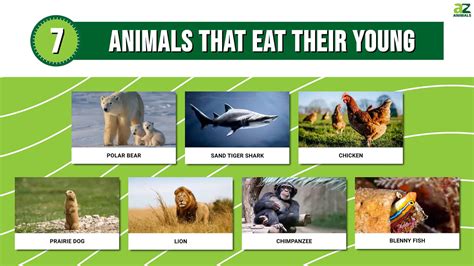 Examples of Animals Eating Their Young
