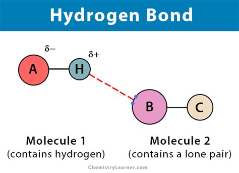 Examples of Hydrogen Bonds