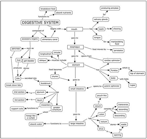 Concept Map Of Digestive System