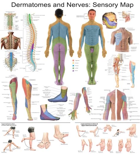 Examples of MAP implementation in various industries Map Of Nerves In Body
