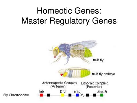 Examples of master regulatory genes