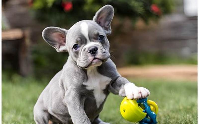 Exercise For Frenchton And French Bulldog
