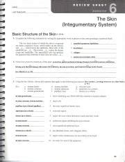 Master the Skin Integumentary System with Exercise 6 Review Sheet Answer Key