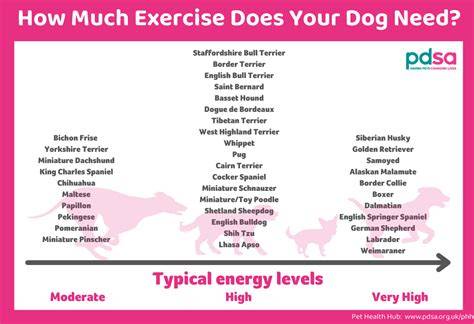 Exercise Requirements Based on Breed and Age