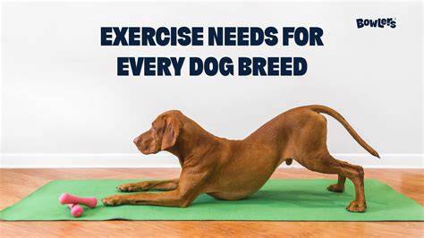 Exercise Routines for Different Breeds