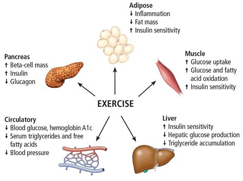 Exercise and Diabetes Type 2