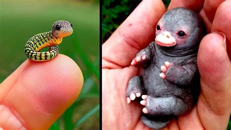 Exotic Cutest Baby Animals