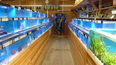Exotic Fish Store Online Search