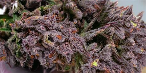 Exotic Purple Weed