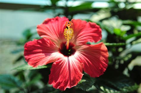 Exotic Tropical Flower Examples