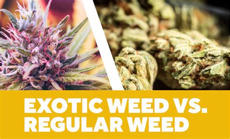 Exotic Vs Medical Weed