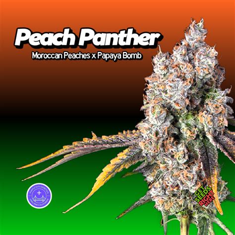 Exotic Weed Clones