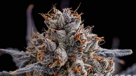 Exotic Weed Effects