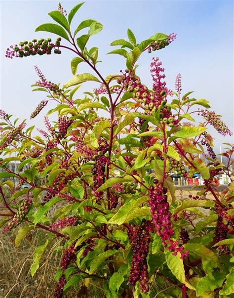 Exotic Weeds In India