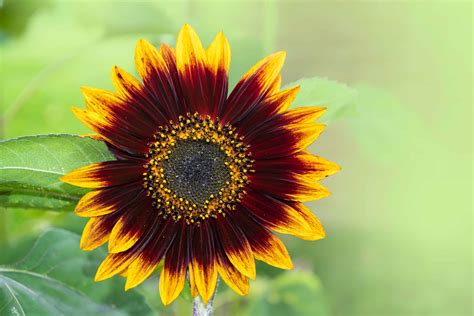 Exotic and Multi-Colored Sunflowers