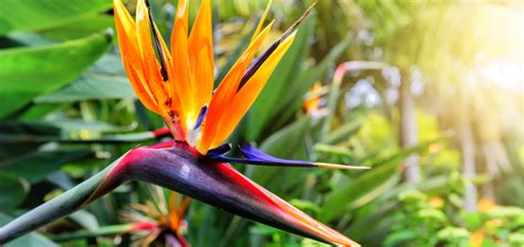 Exotic and Unique Flower Varieties