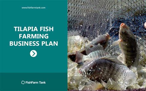 Expanding Tilapia Fish Farming Industry