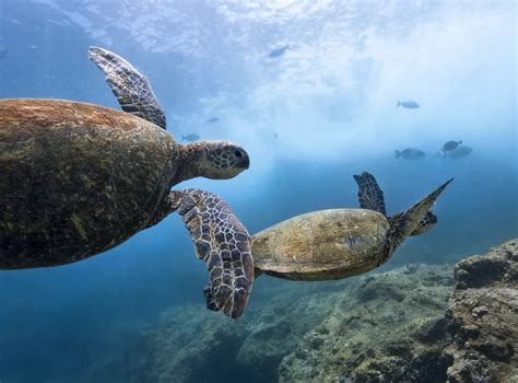 What to Expect: Marine Life Encounters