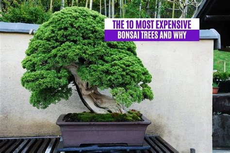 Expensive Bonsai Tree