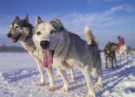 Experiencing the Husky Ride
