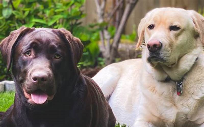 Expert Opinion On Dog Disciplining Labrador Sibling