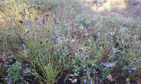 Expert Guides Lahti Swamp