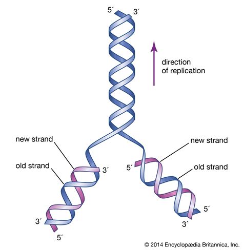 Explain How Dna Serves As Its Own Template During Replication