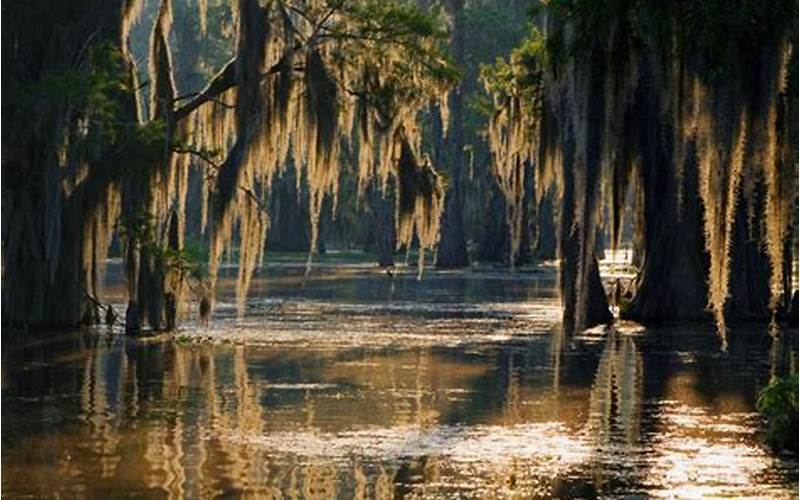 Explore The Louisiana Swamps