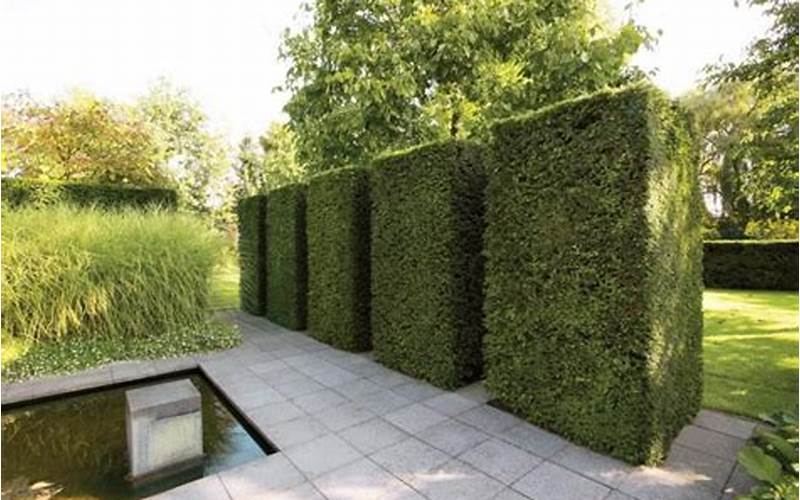Explore Unique Privacy Hedge Fence Ideas To Create A Secluded Haven