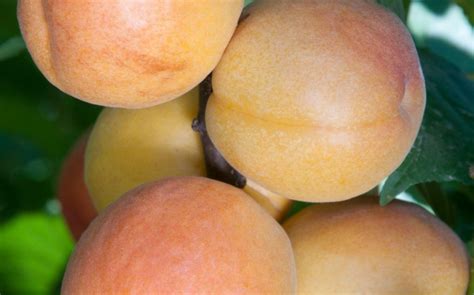 Exploring the Beauty and Benefits of Gold Kist Apricot in Your Garden