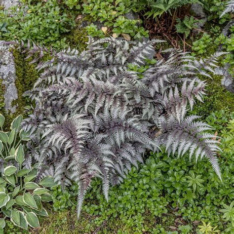 Exploring the Beauty and Benefits of Japanese Fern Trees in Your Garden
