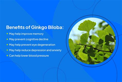 Health benefits of Gingko Biloba... Natural supplements, Herbalism
