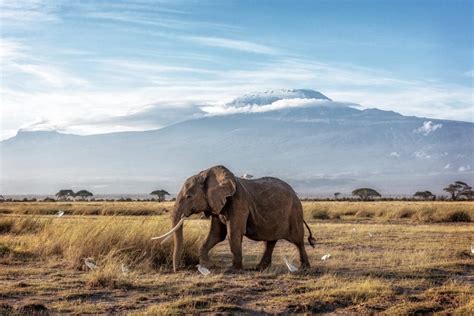 Exploring Amboseli