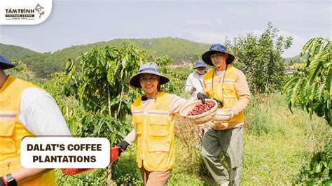 Exploring Coffee Plantations Dalat
