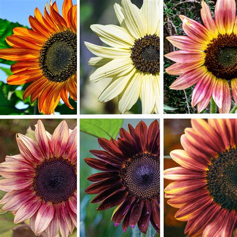 Exploring Colorful Kinds Of Sunflowers
