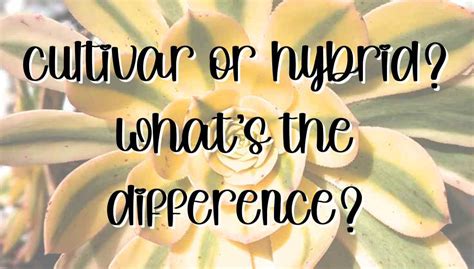 Exploring Cultivar Differences