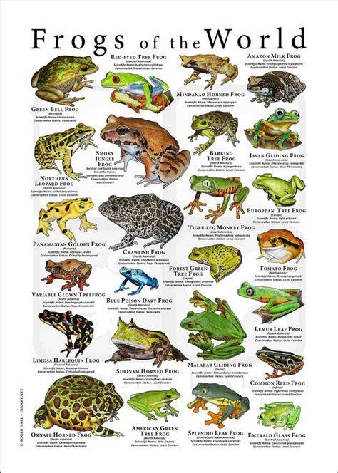 Exploring Different Frog Species