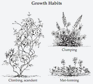 Exploring Different Growth Habits and Forms