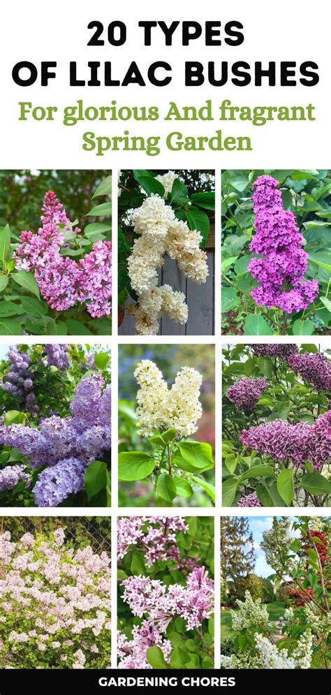 Exploring Different Kinds Of Lilac Bushes